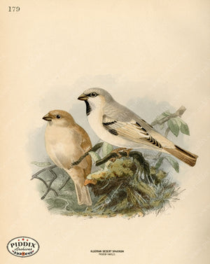 PDXC1294 -- Birds