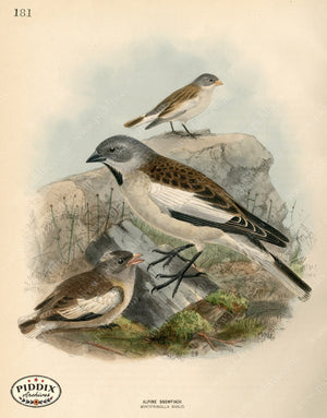 PDXC1296 -- Birds