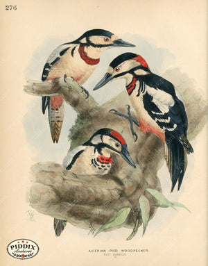PDXC1300 -- Birds
