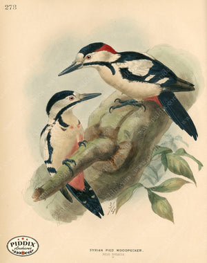PDXC1302 -- Birds