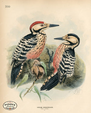 PDXC1304 -- Birds