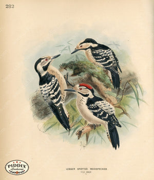 PDXC1306 -- Birds
