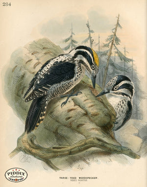 PDXC1308 -- Birds