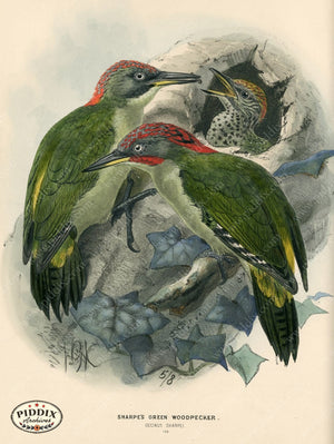 PDXC1310 -- Birds