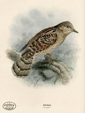 PDXC1313 -- Birds