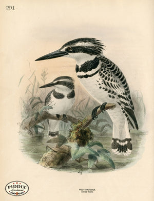 PDXC1314 -- Birds