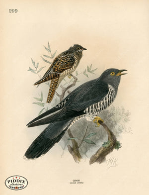 PDXC1320 -- Birds