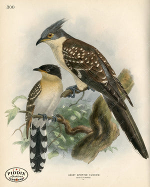 PDXC1321 -- Birds