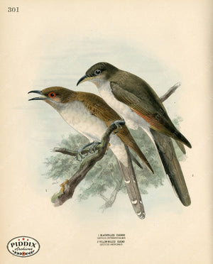 PDXC1322 -- Birds
