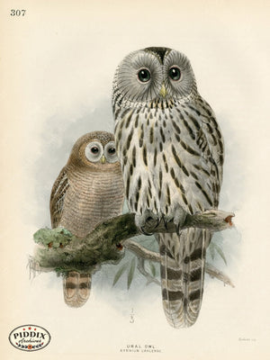 PDXC1330 -- Birds
