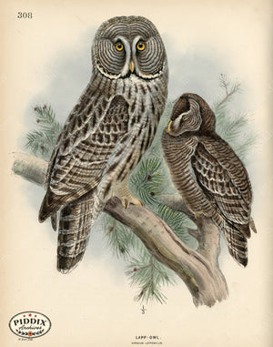 PDXC1332 -- Birds