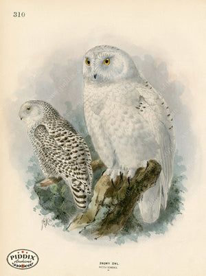 PDXC1334 -- Birds