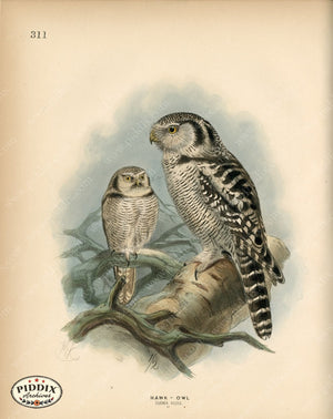 PDXC1335 -- Birds