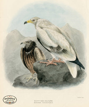 PDXC1340 -- Birds