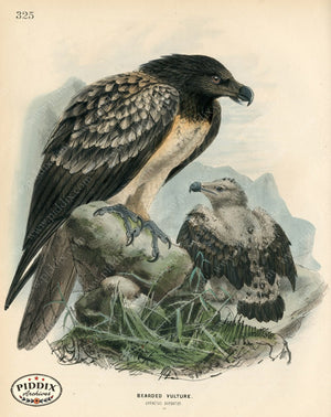 PDXC1344 -- Birds