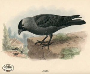 PDXC1457 -- Birds