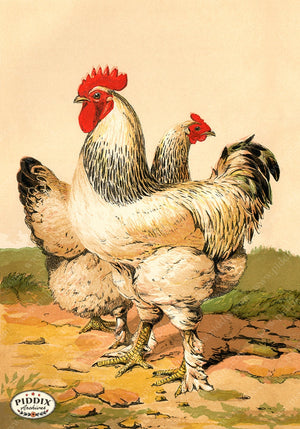 PDXC19384 -- Chickens & Poultry