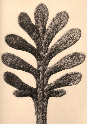 PDXC20202 -- Macro Sepia Leaf