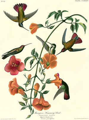 PDXC20719 -- Audubon Mangrove Humming Bird