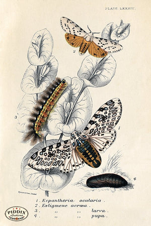 PDXC5304 -- Butterflies