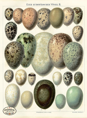 PDXC5769 -- Bird Eggs