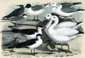 Birds Pdxc14161 Color Illustration