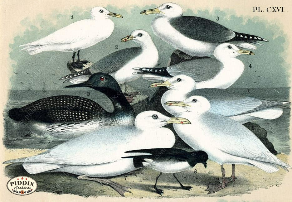 Birds Pdxc14162 Color Illustration