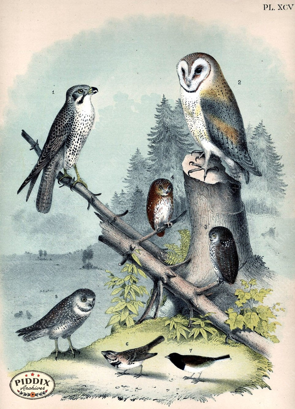 Birds Pdxc14163 Color Illustration