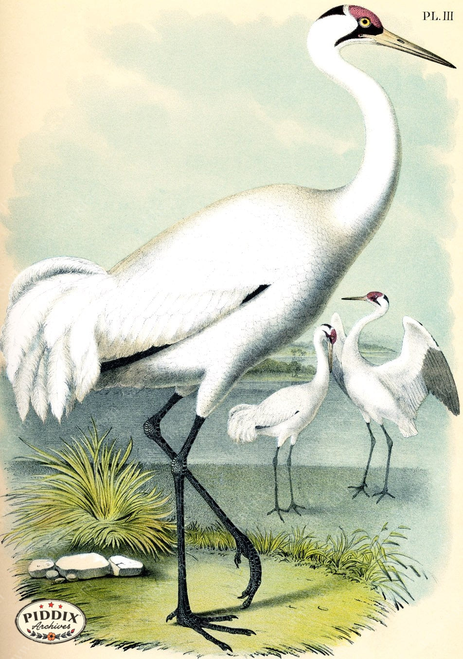 Birds Pdxc3155 Color Illustration