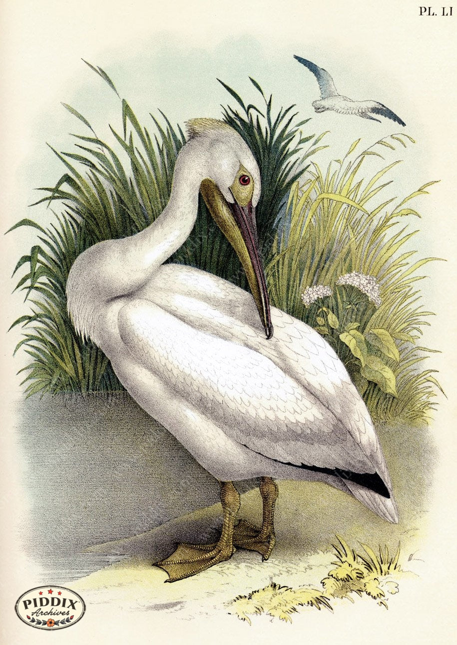 Birds Pdxc3160 Color Illustration