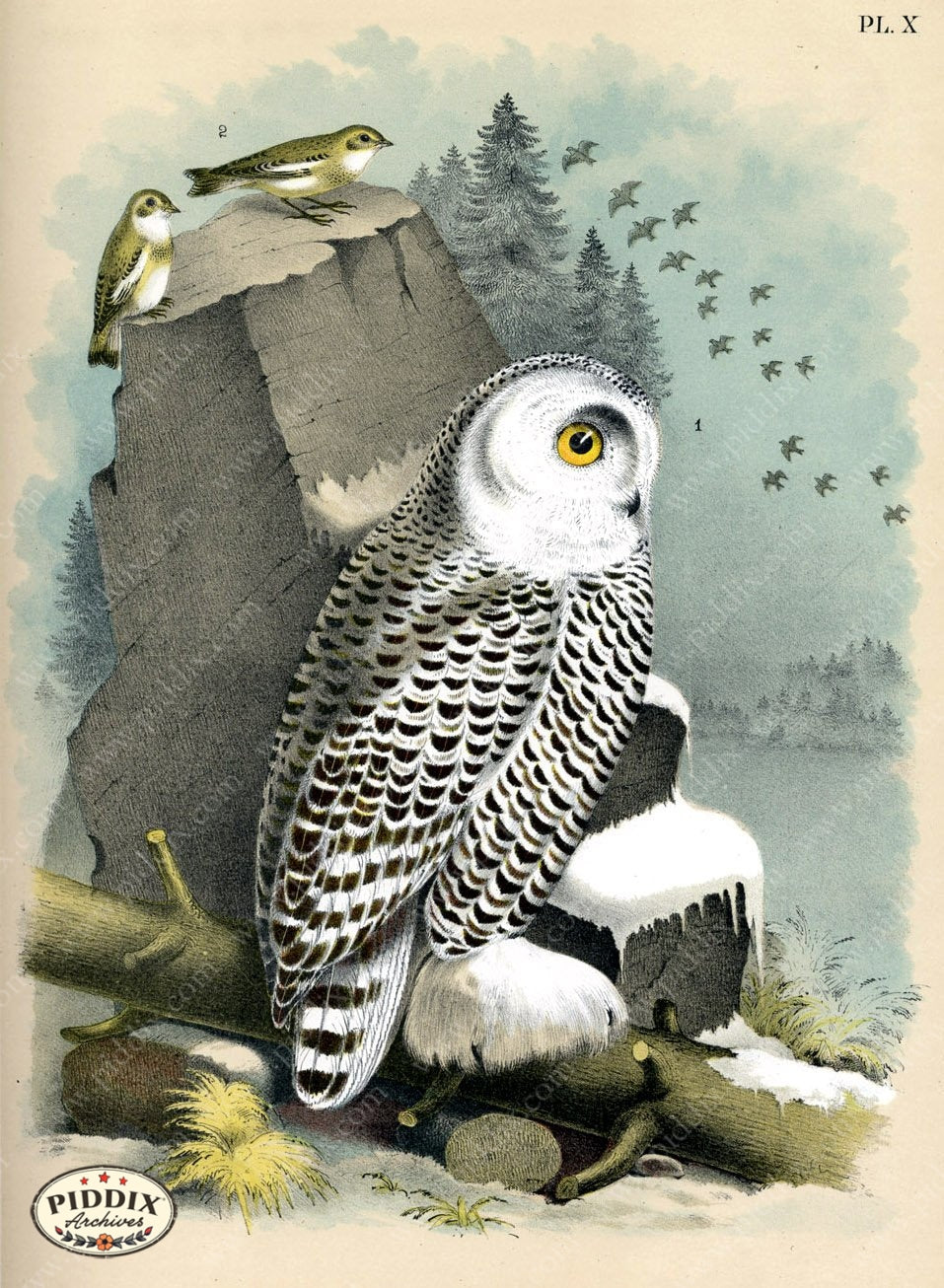 Birds Pdxc3165 Color Illustration