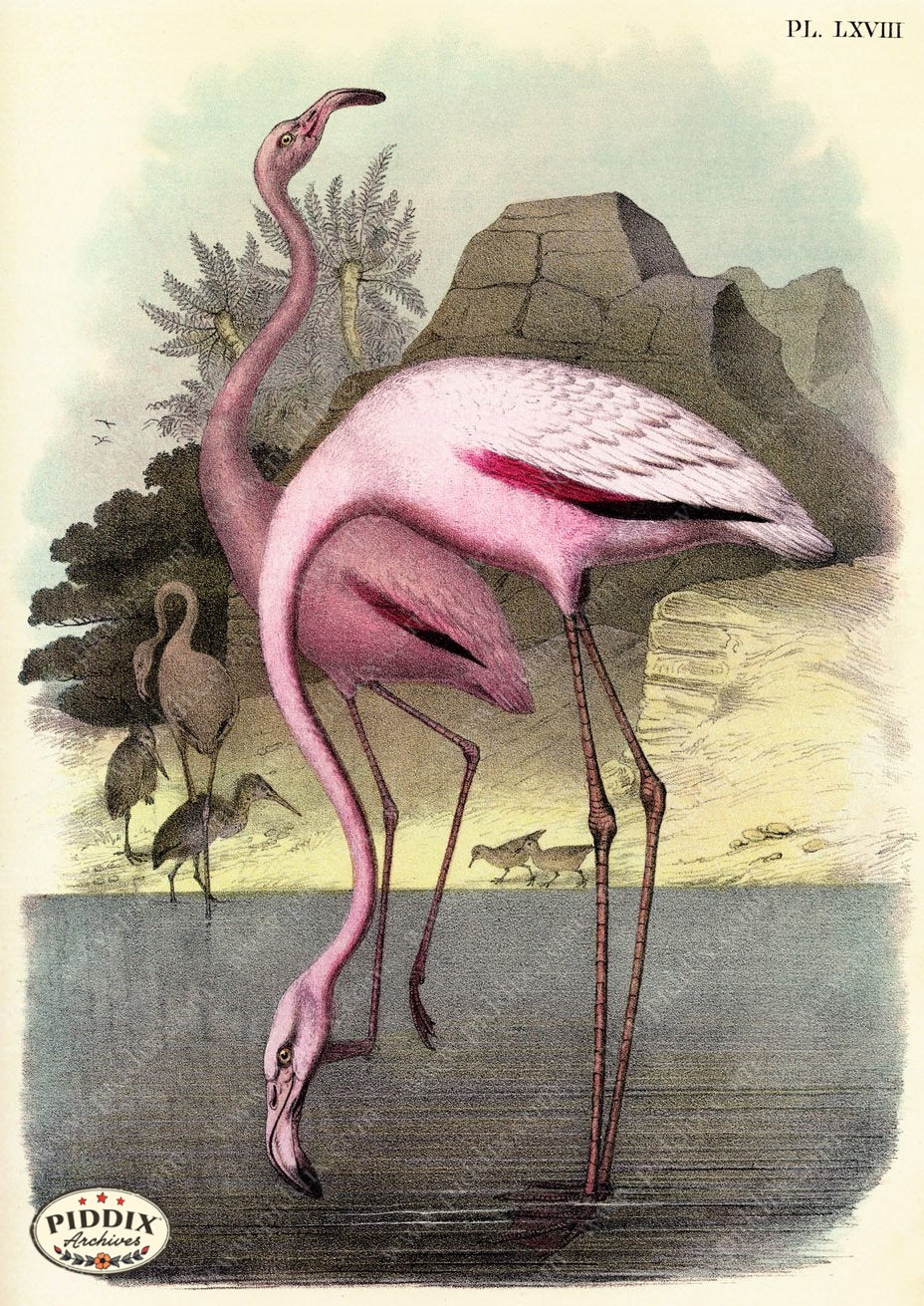 Birds Pdxc3166 Color Illustration