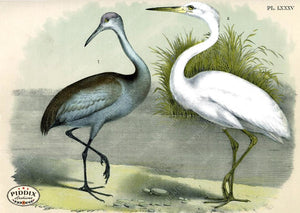 Birds Pdxc3171 Color Illustration