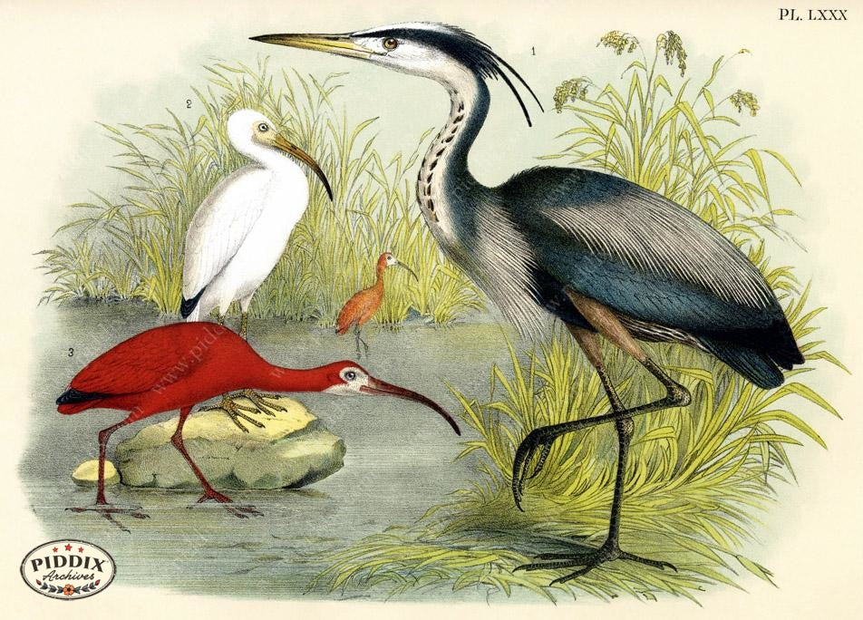 Birds Pdxc3172 Color Illustration