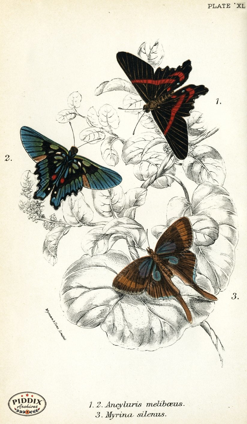 Butterflies Pdxc4384 Color Illustration
