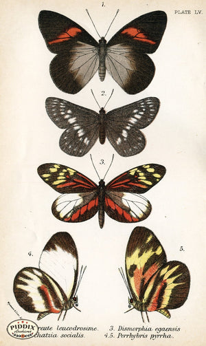Butterflies Pdxc4399 Color Illustration