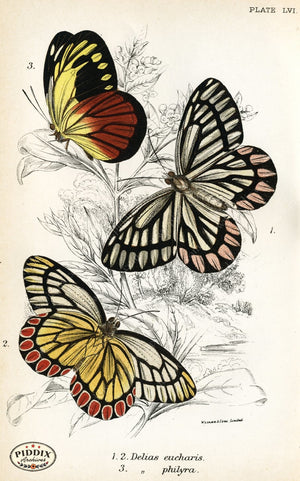 Butterflies Pdxc4400 Color Illustration