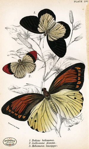 Butterflies Pdxc4401 Color Illustration