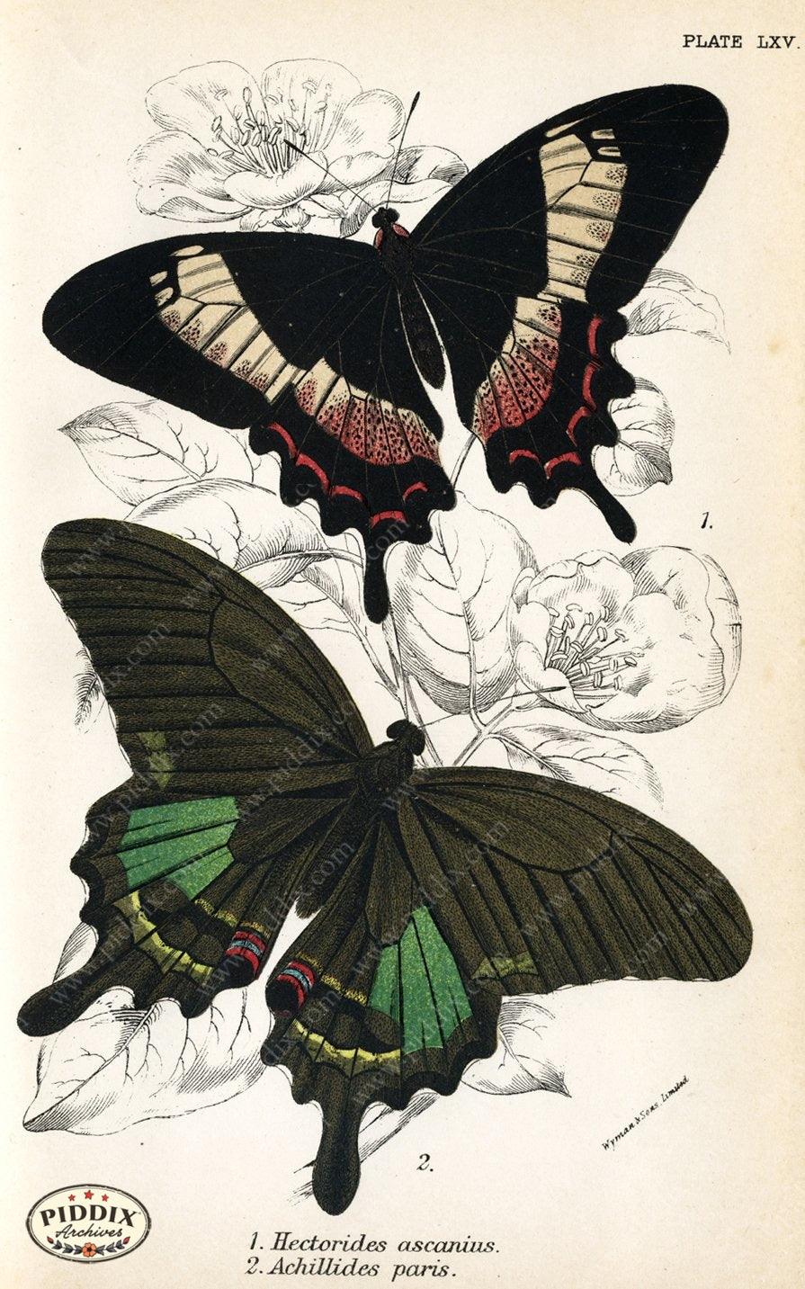Butterflies Pdxc4408 Color Illustration