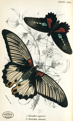 Butterflies Pdxc4410 Color Illustration