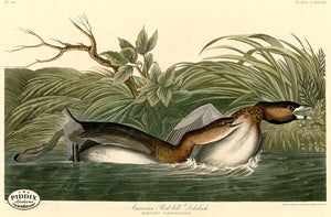 Copy Of Pdxc20783 -- Audubon American Pied-Bill Dobchick Color Illustration