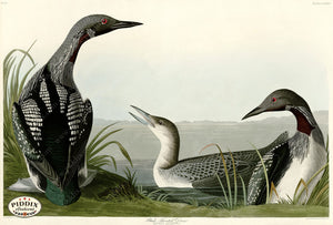 Copy Of Pdxc20877 -- Audubon Black-Throated Diver Color Illustration