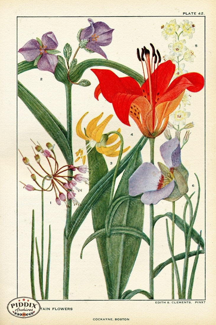 Flowers Pdxc11393 Color Illustration