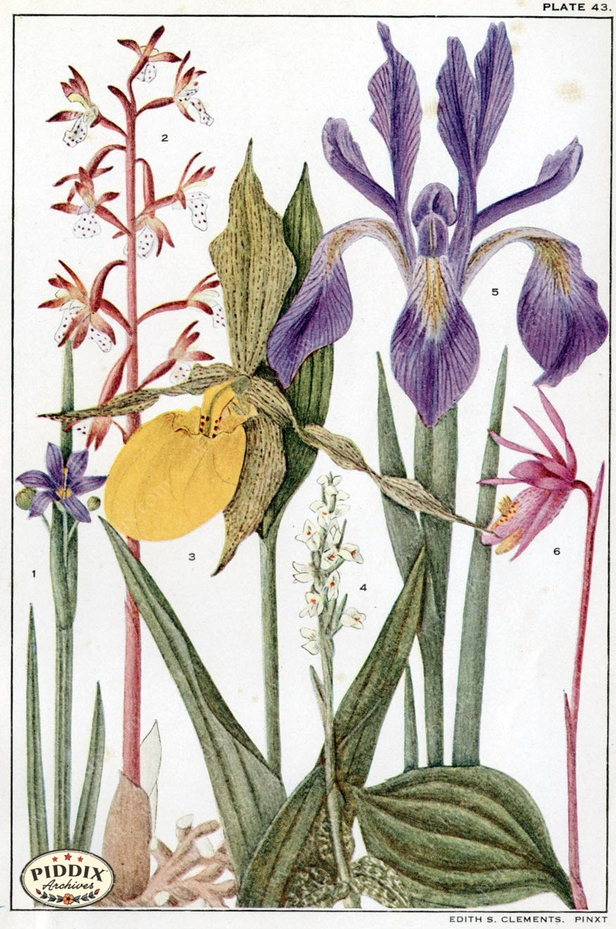 Flowers Pdxc11394 Color Illustration