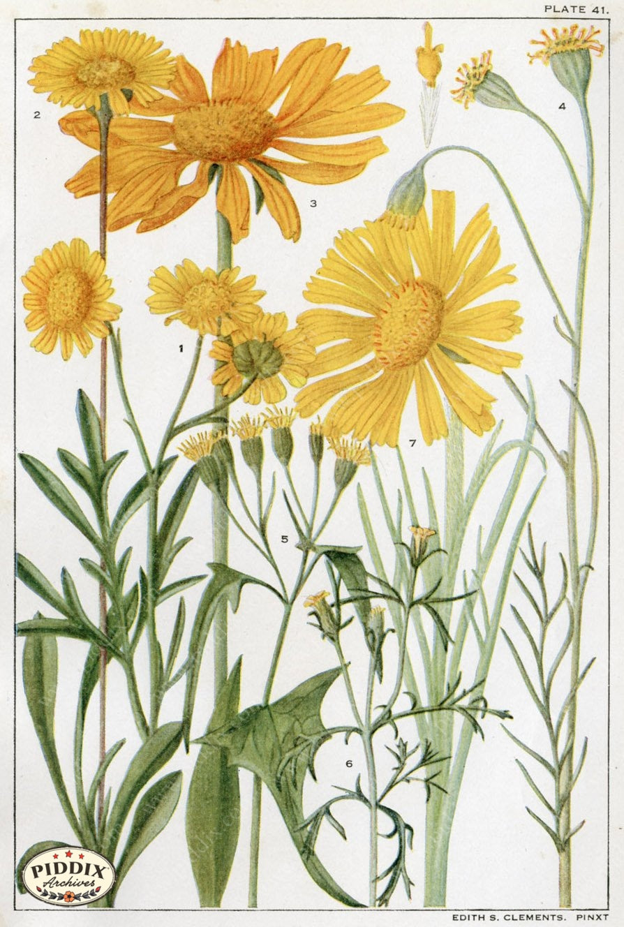 Flowers Pdxc11395 Color Illustration