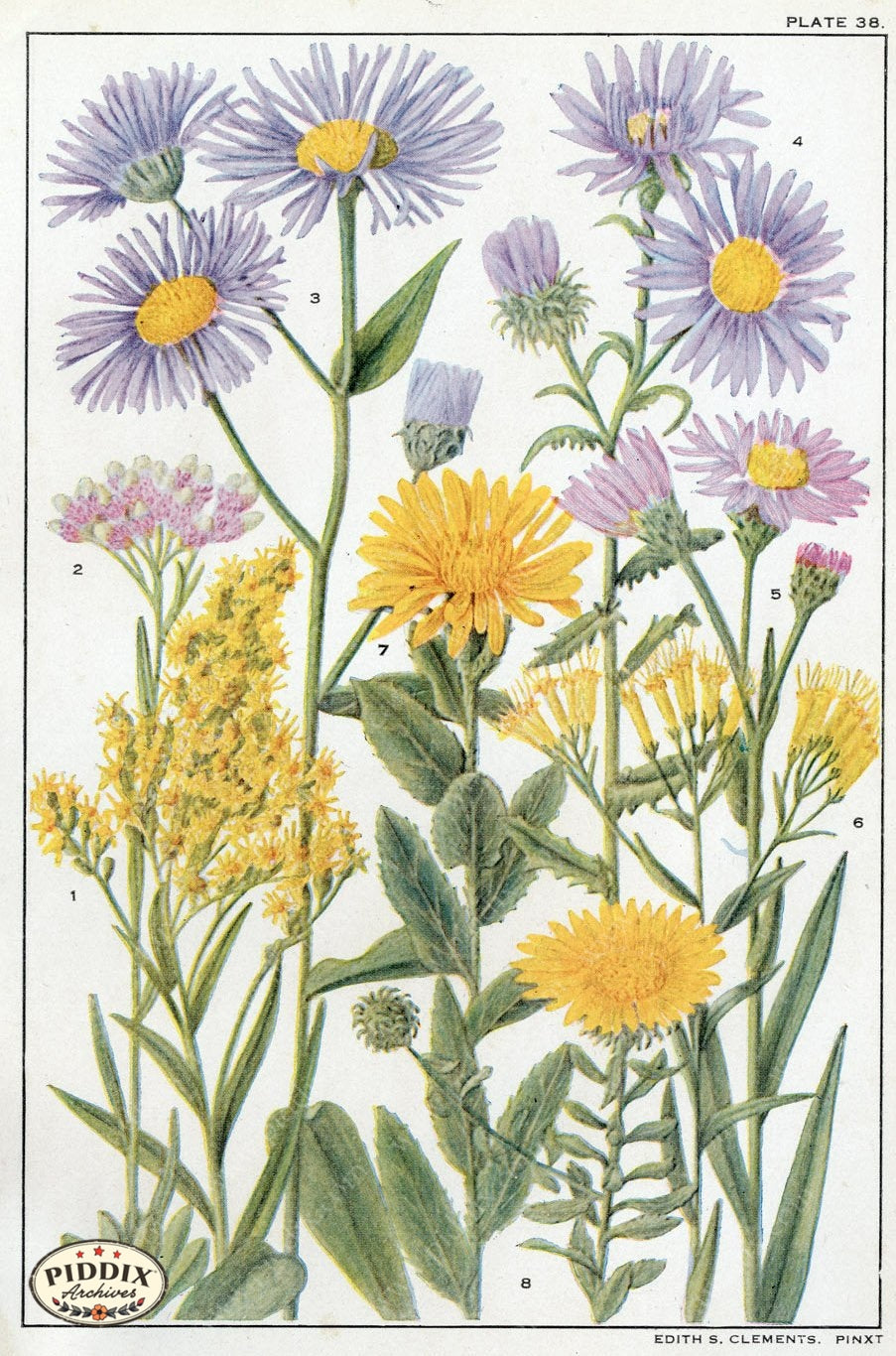 Flowers Pdxc11396 Color Illustration