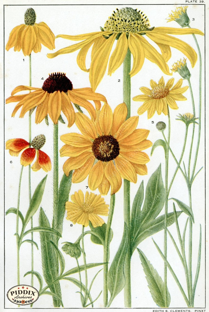 Flowers Pdxc11397 Color Illustration