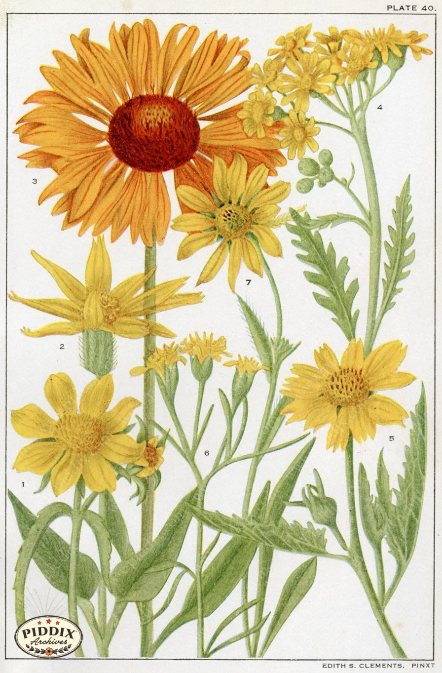 Flowers Pdxc11398 Color Illustration
