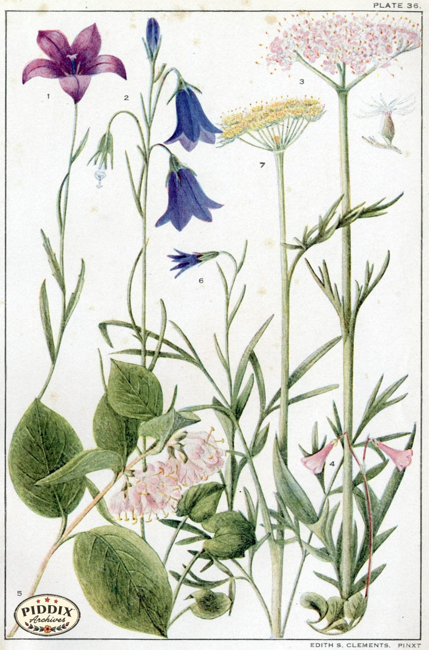 Flowers Pdxc11399 Color Illustration