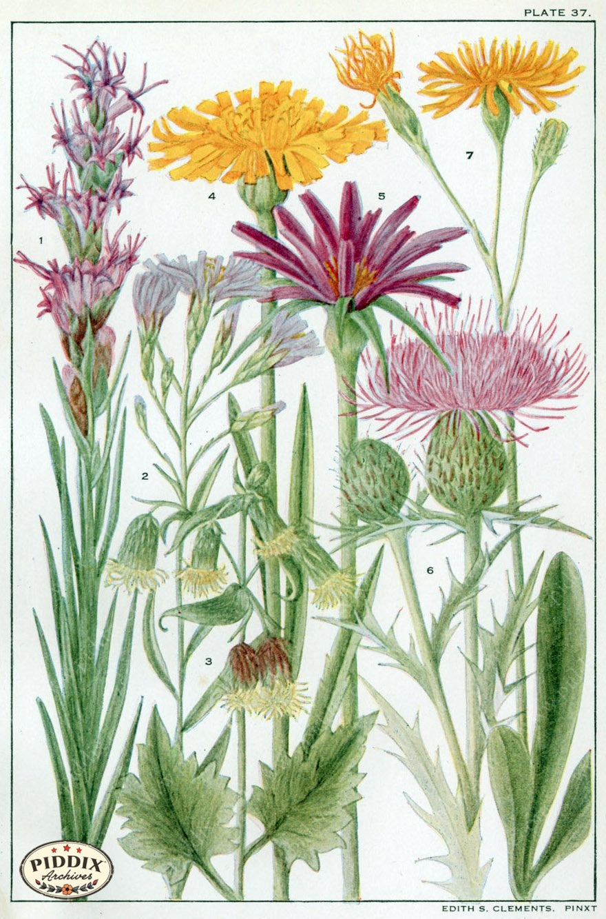 Flowers Pdxc11400 Color Illustration